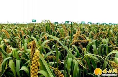 一主多副硕果丰--绥德县推动农业特色产业发展纪实